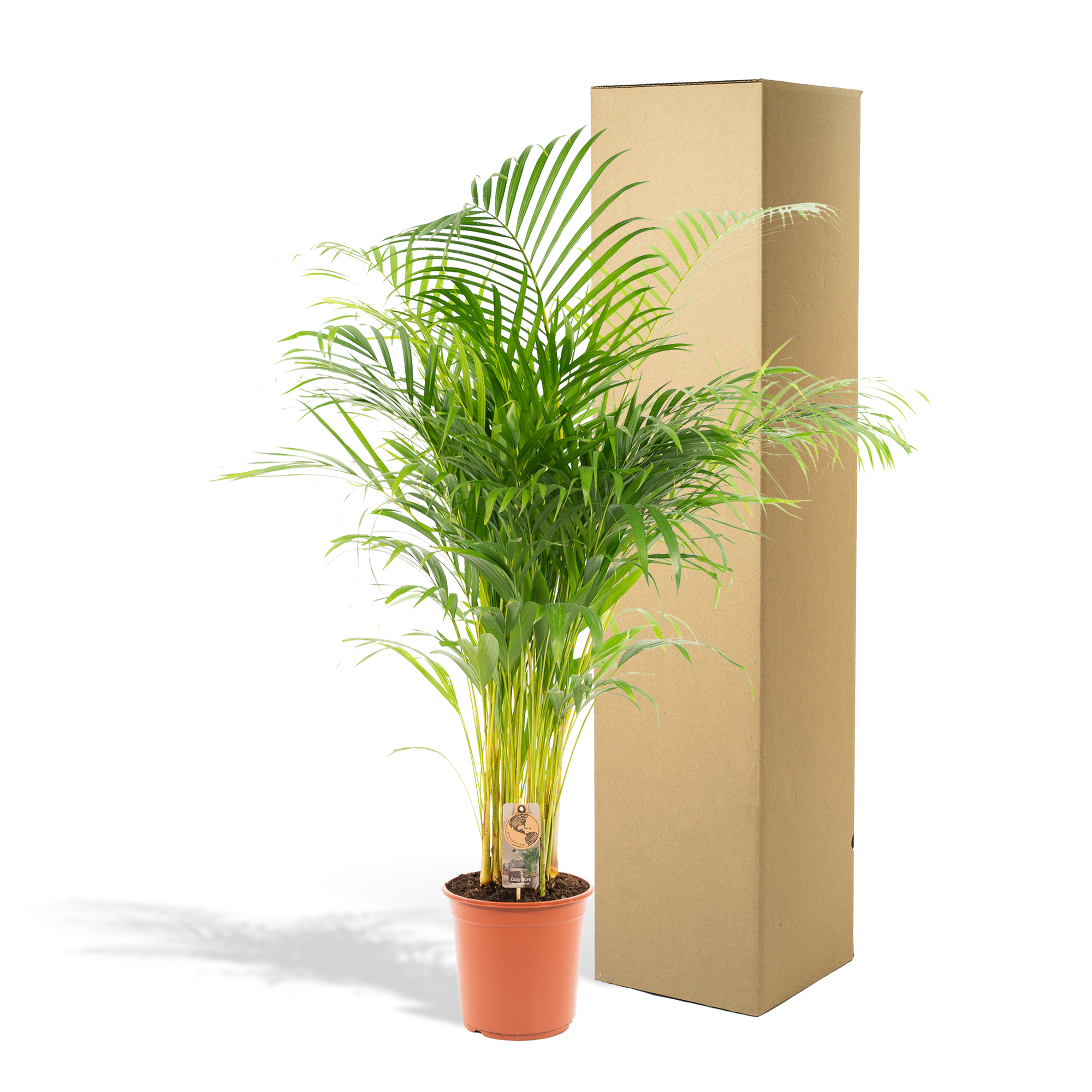 Areca Palm kopen