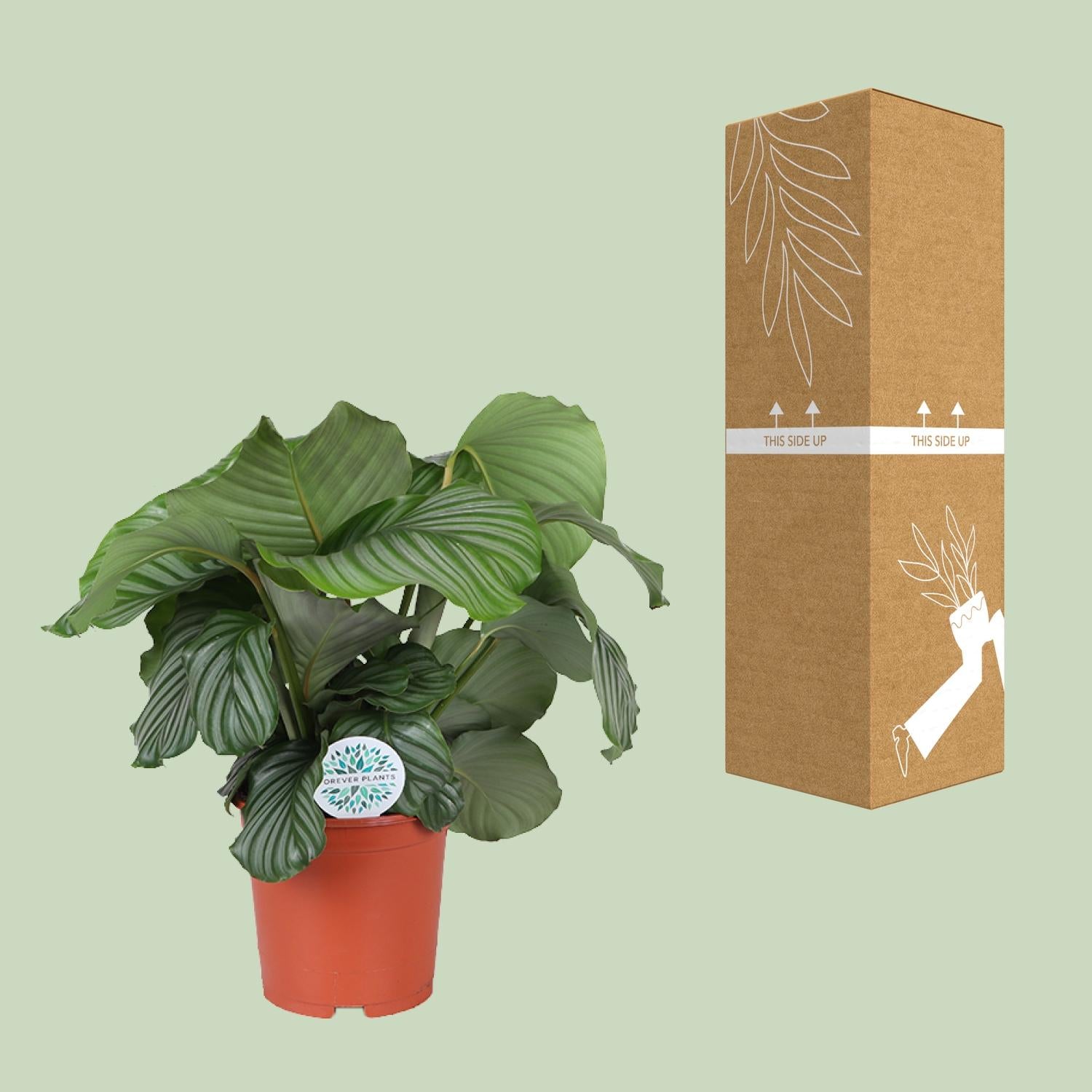 Calathea Orbifolia - 70cm