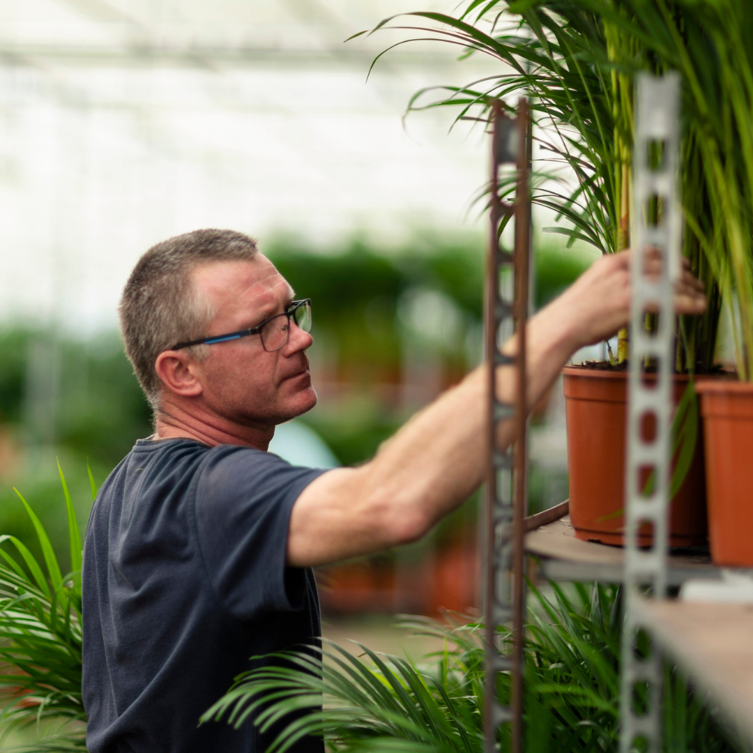 Areca Palm kopen
