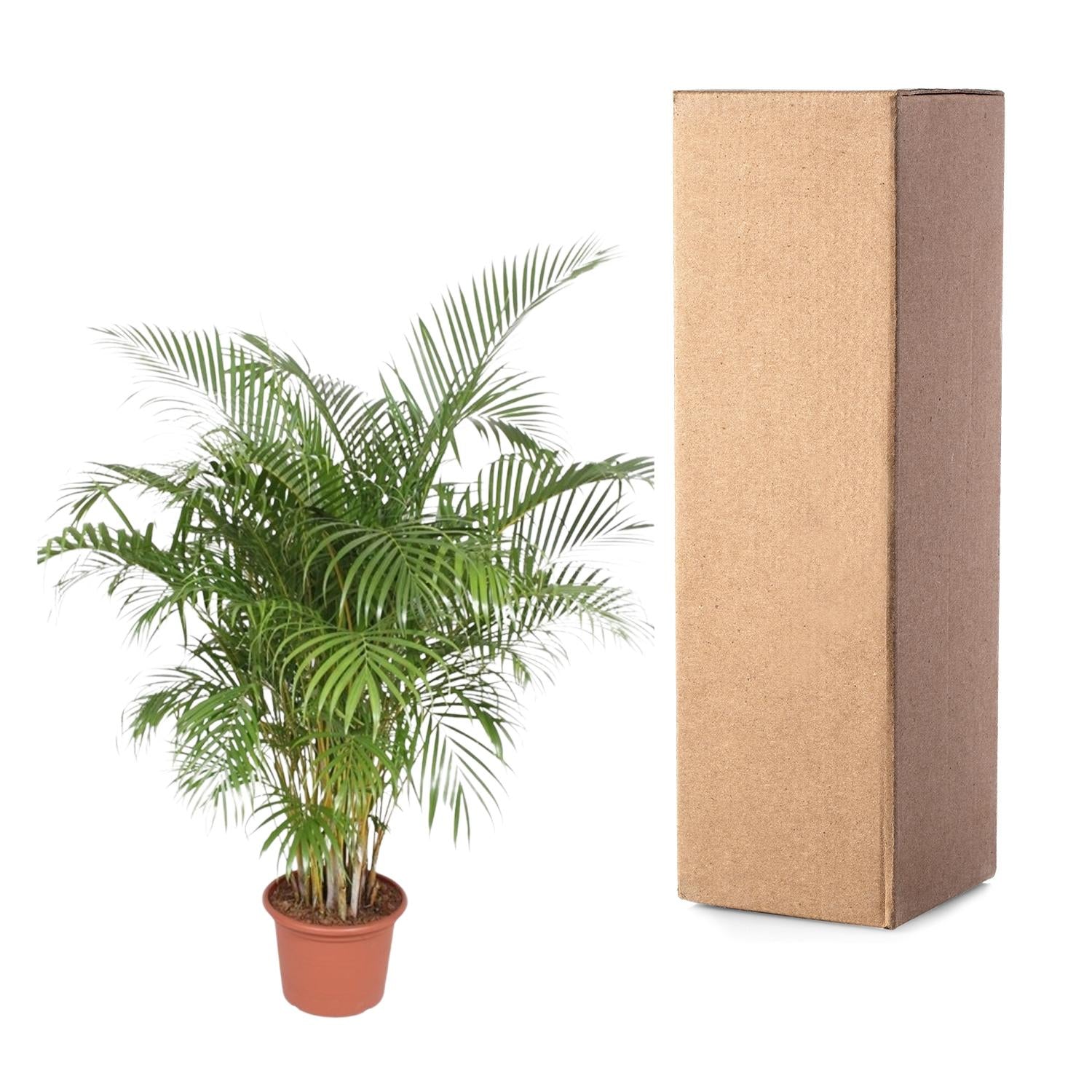 Areca Palm kopen