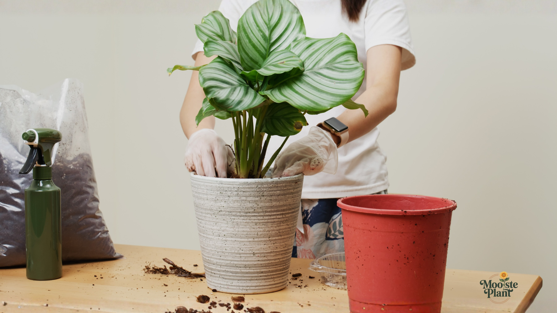 Calathea Orbifolia Verzorging tips 