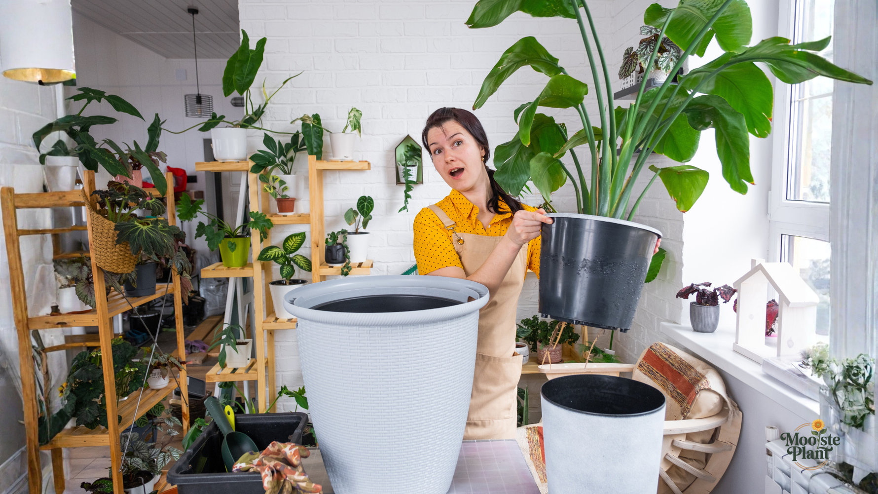 Strelitzia Nicolai Verzorging