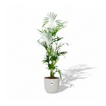 Kentia Palm