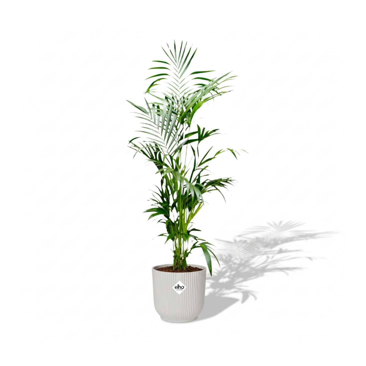 Kentia Palm