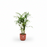 Kentia palm kopen