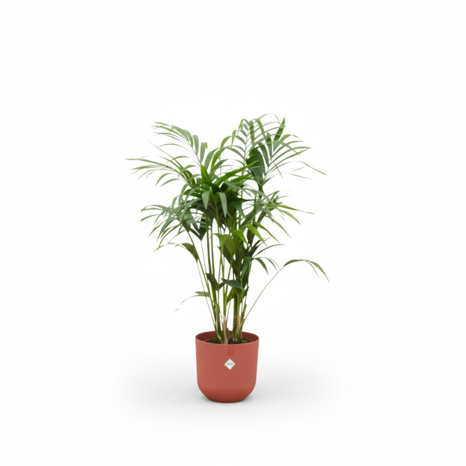 Kentia palm kopen
