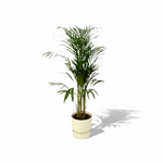  Areca Palm