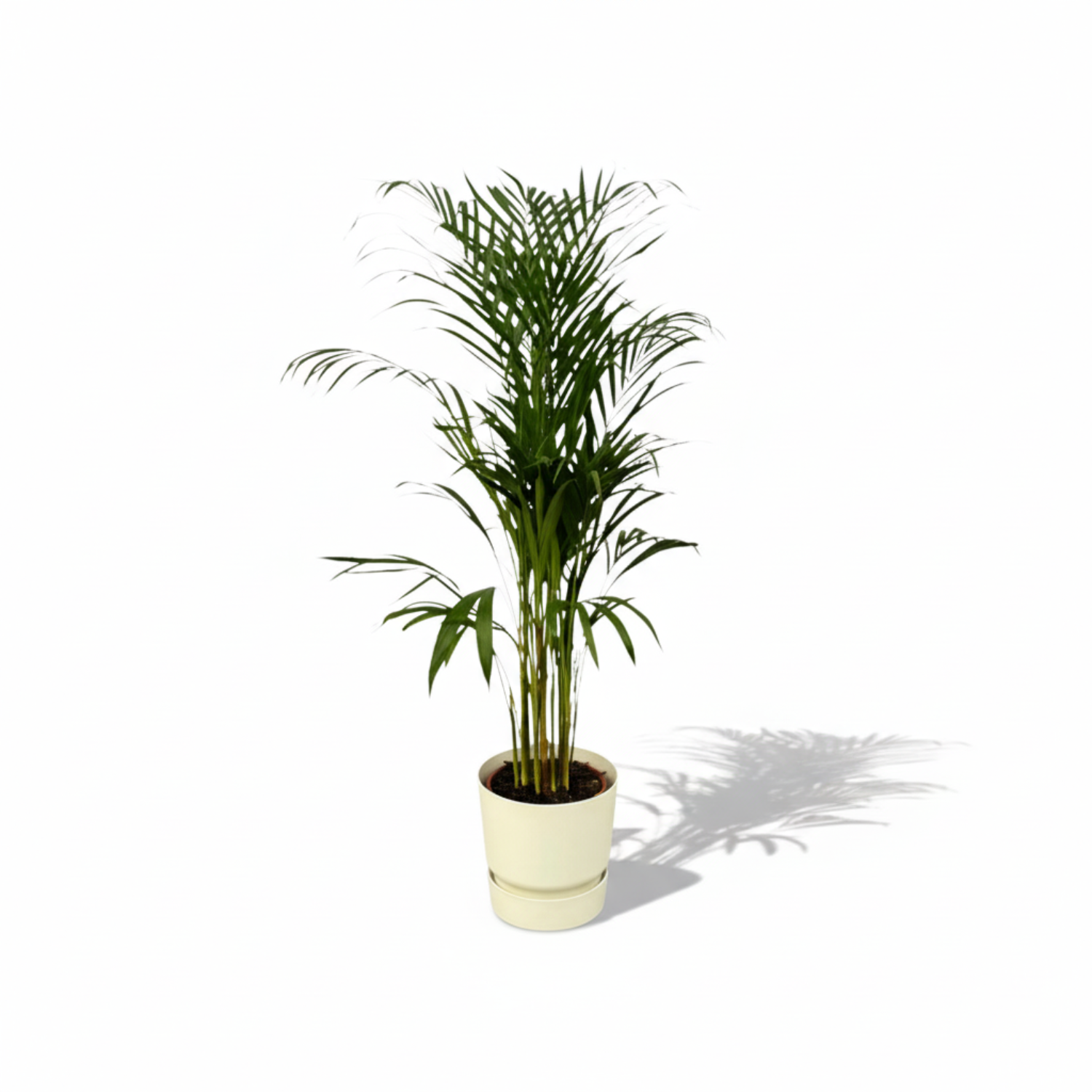  Areca Palm