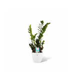 Zamioculcas Zamiifolia kopen
