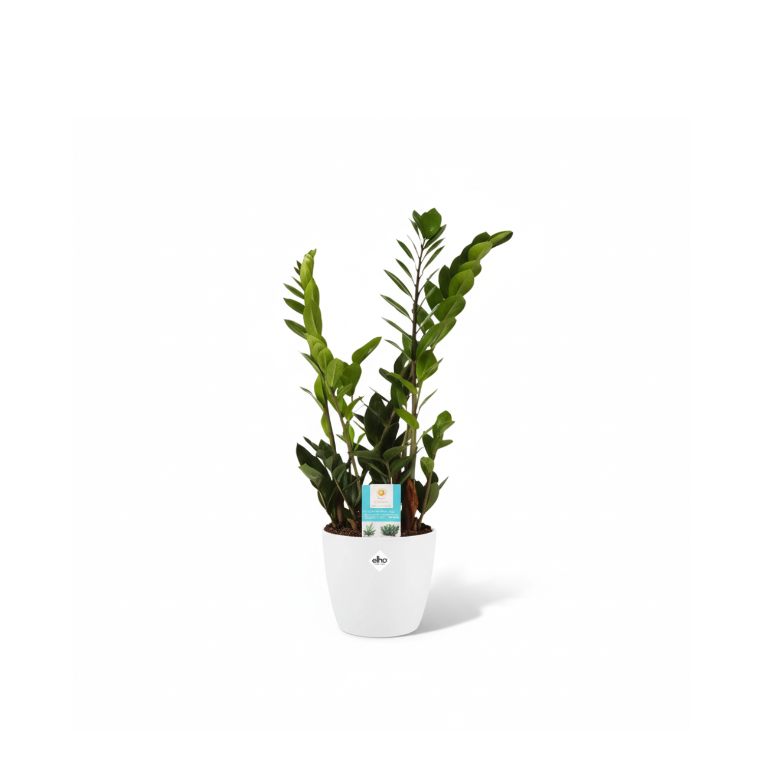 Zamioculcas Zamiifolia kopen