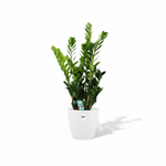 Zamioculcas 