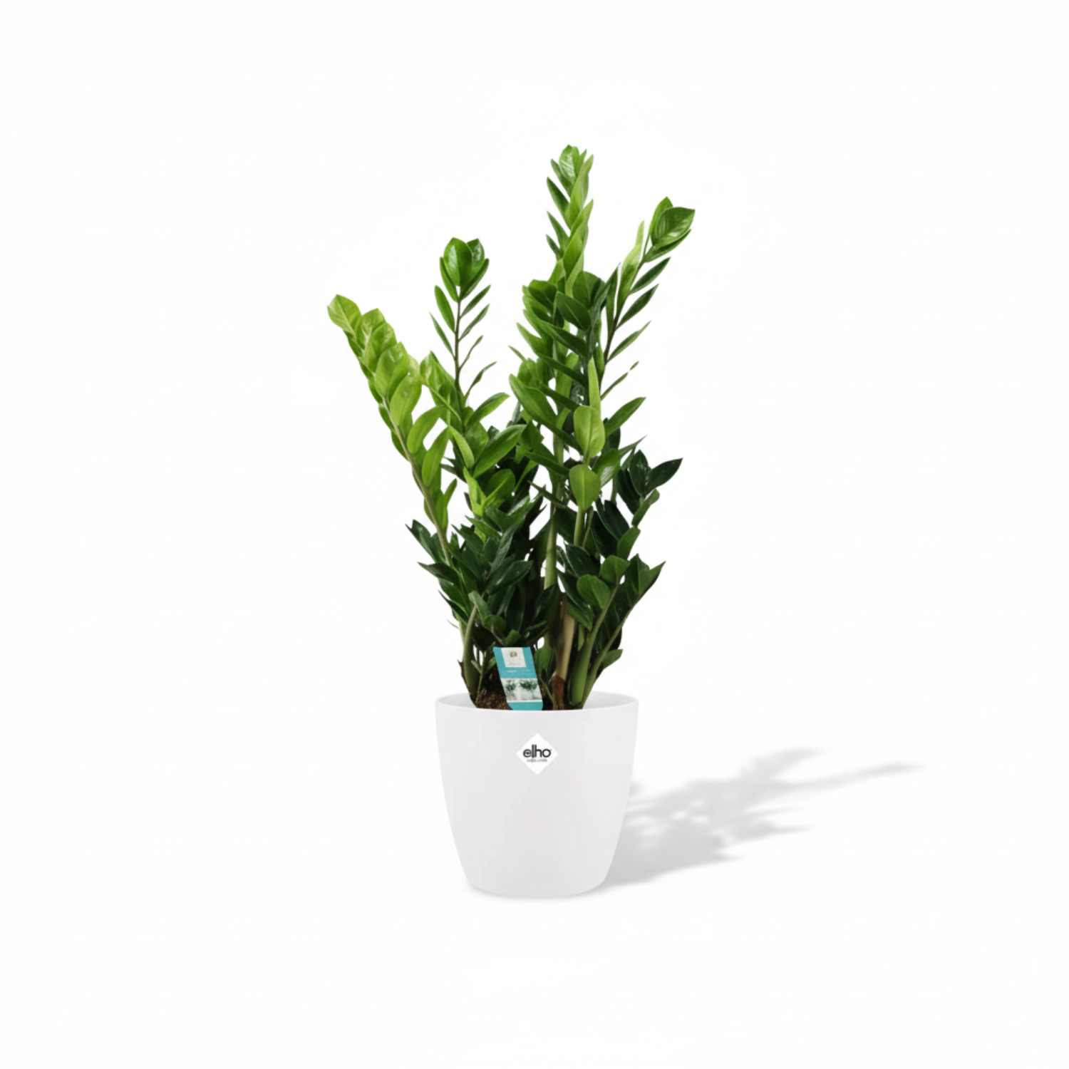 Zamioculcas 