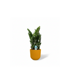 Zamioculcas 