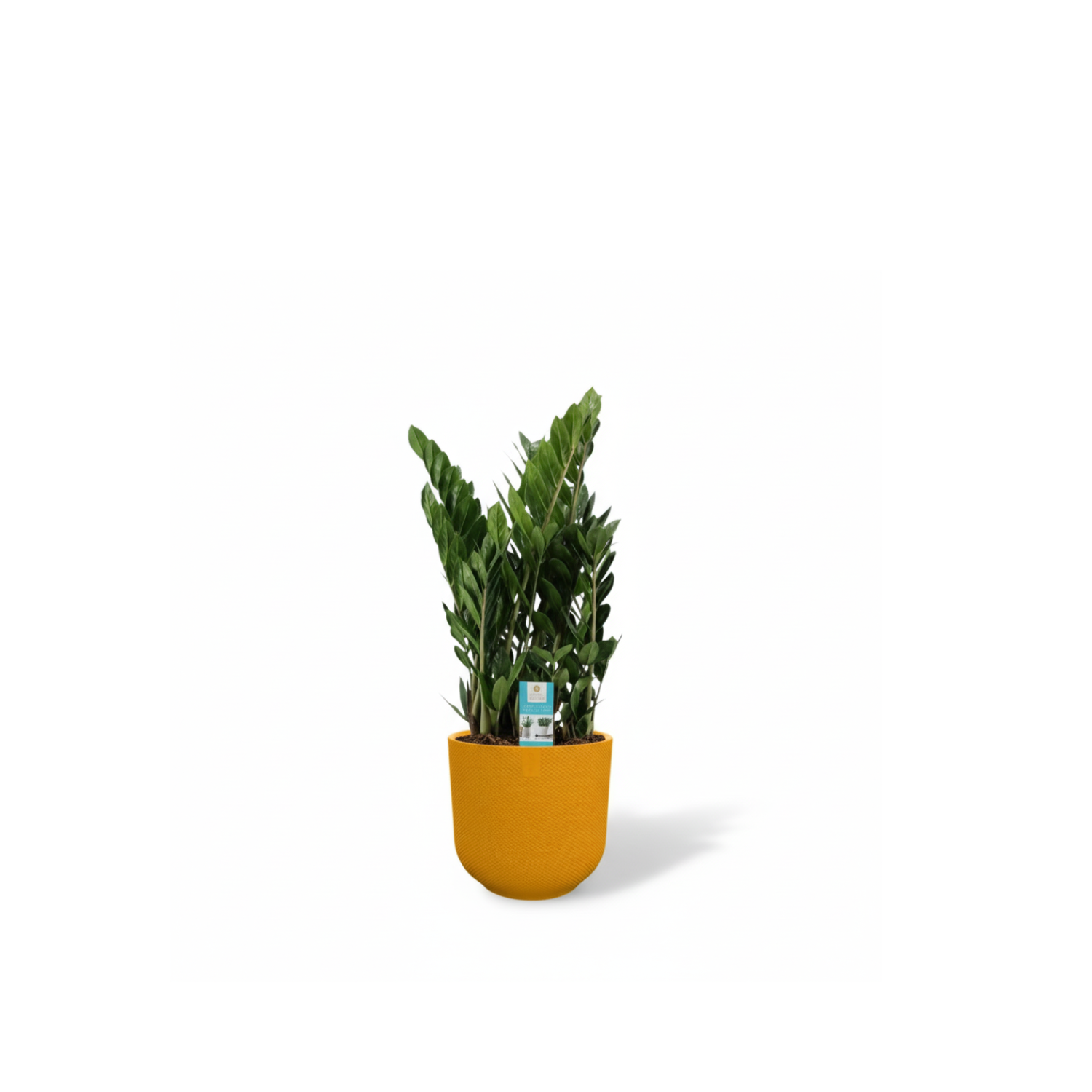 Zamioculcas 