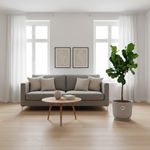 Ficus Lyrata Boom