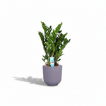 Zamioculcas Zamiifolia kopen