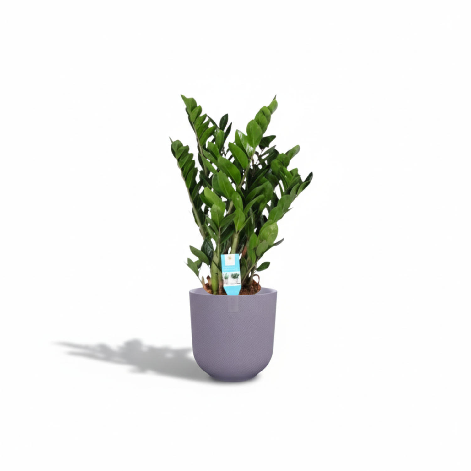 Zamioculcas Zamiifolia kopen