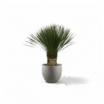 Yucca Rostrata