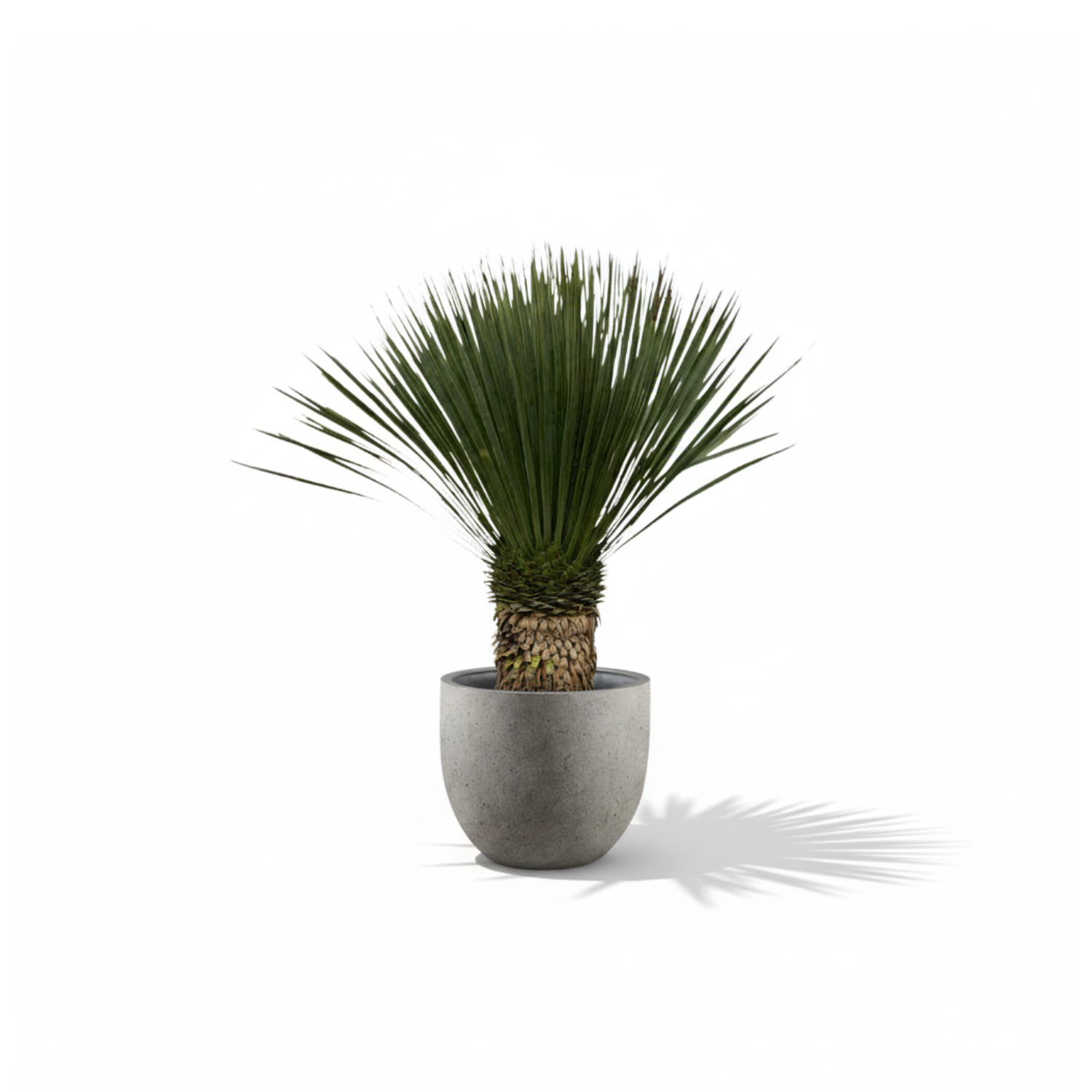 Yucca Rostrata