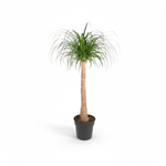 Beaucarnea stam kopen