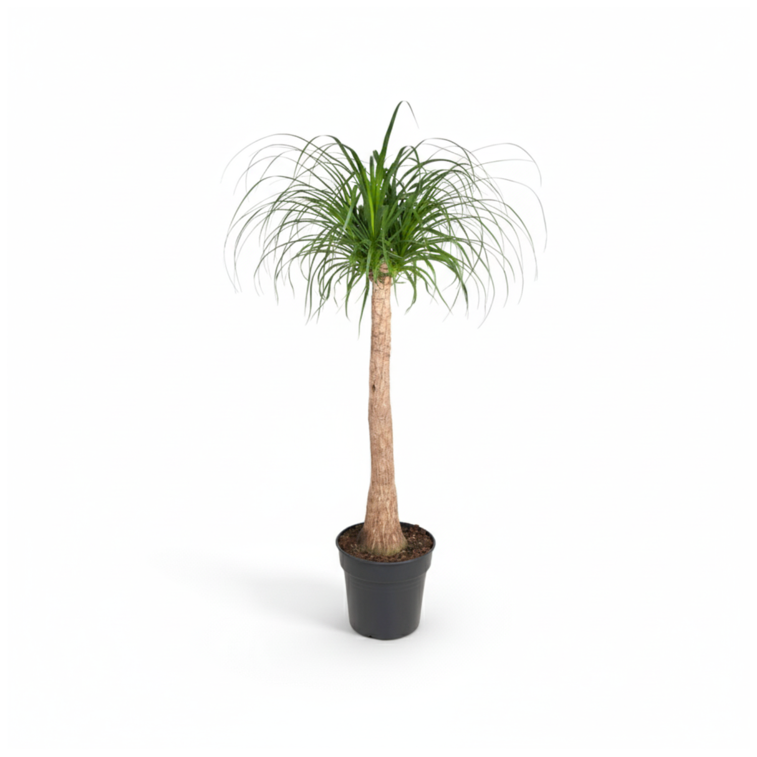 Beaucarnea stam kopen