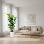 Ficus Lyrata
