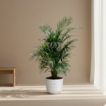Areca Palm