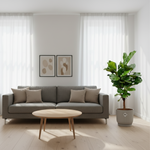 Ficus Lyrata