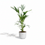 Kentia Palm