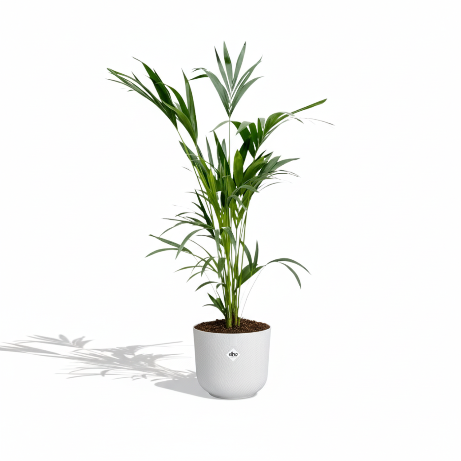 Kentia Palm