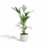 Strelitzia Nicolai