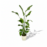  Strelitzia Nicolai