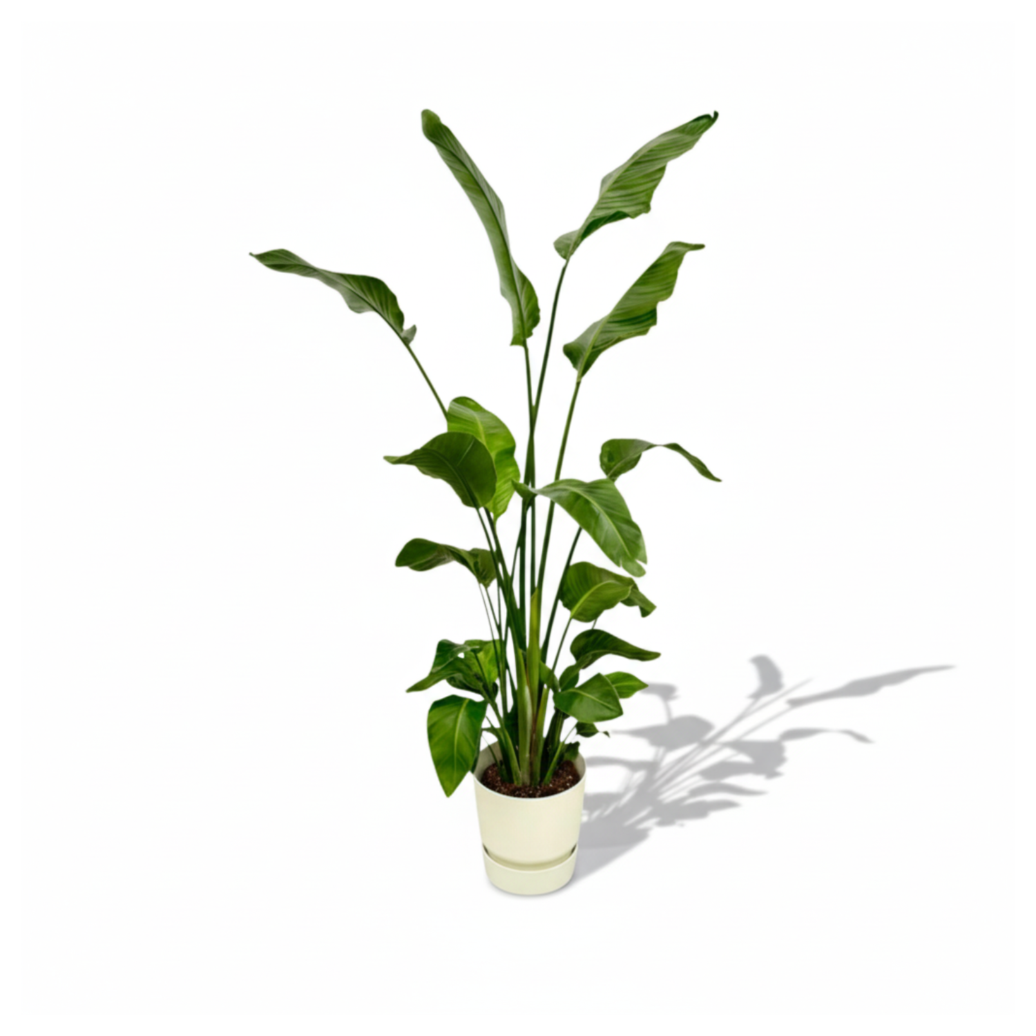  Strelitzia Nicolai