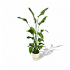 Strelitzia Nicolai