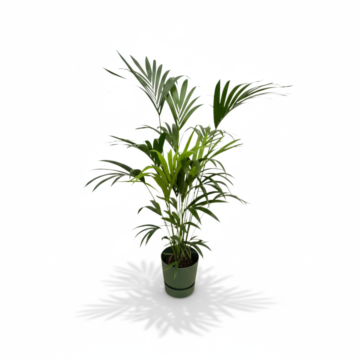 Kentia palm