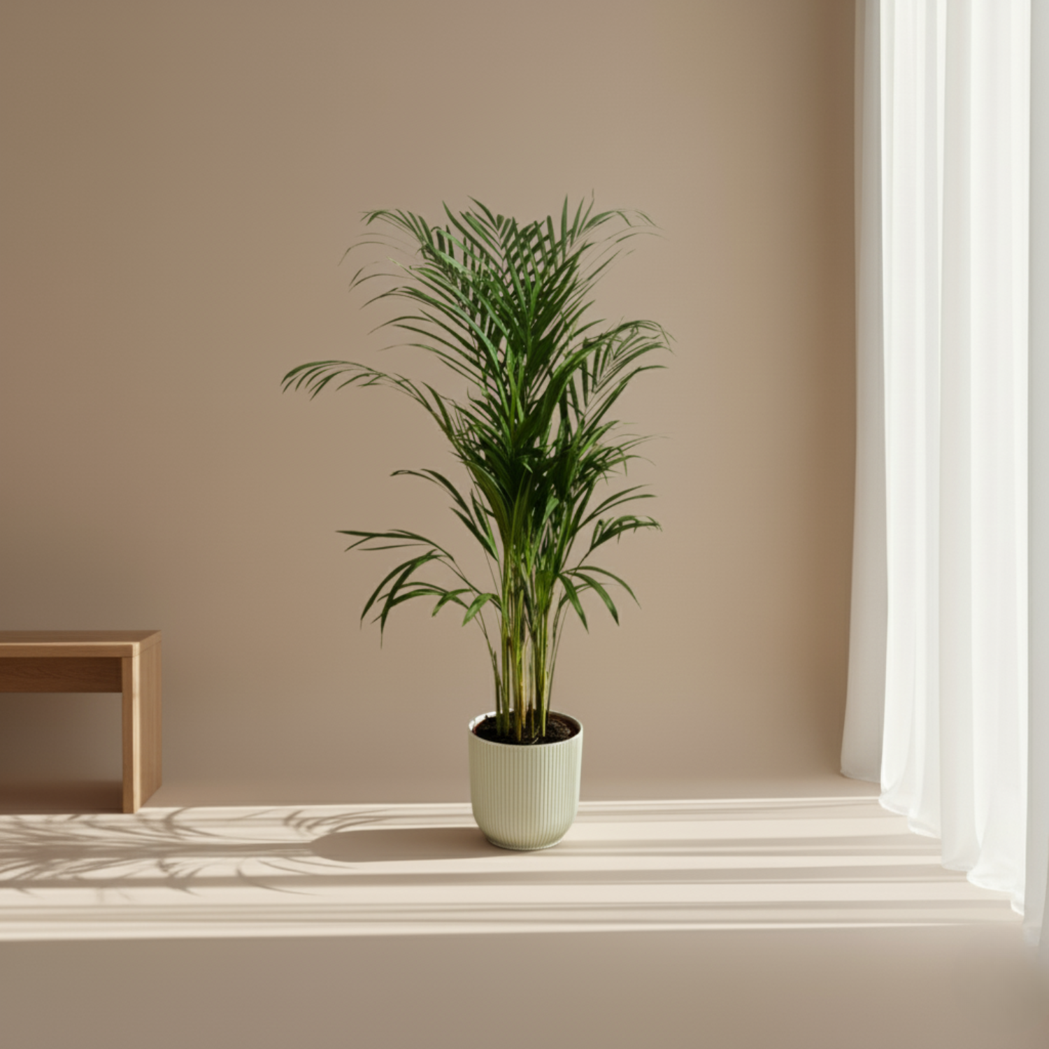 Areca palm kopen