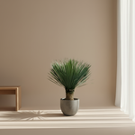 Yucca Rostrata 