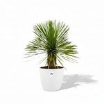 Yucca Rostrata