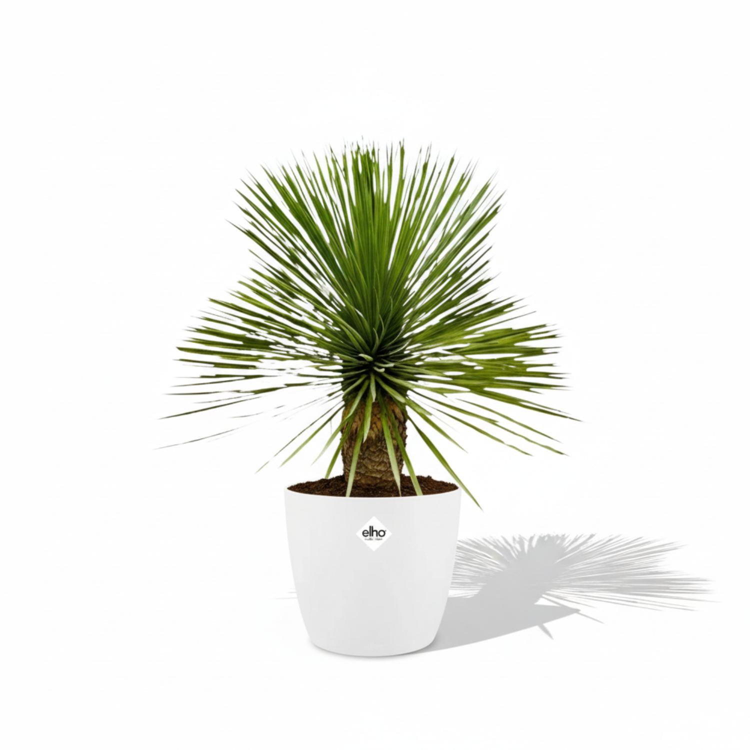 Yucca Rostrata
