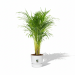 Areca Palm