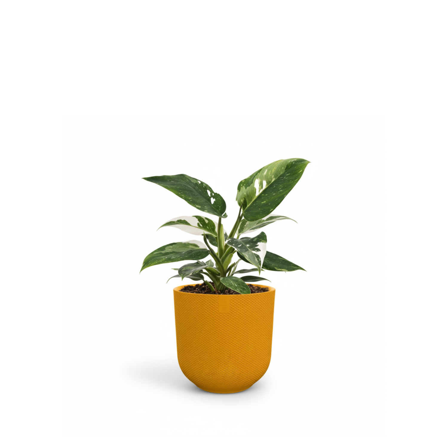 Philodendron kopen
