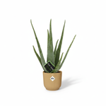 Aloe Vera kopen