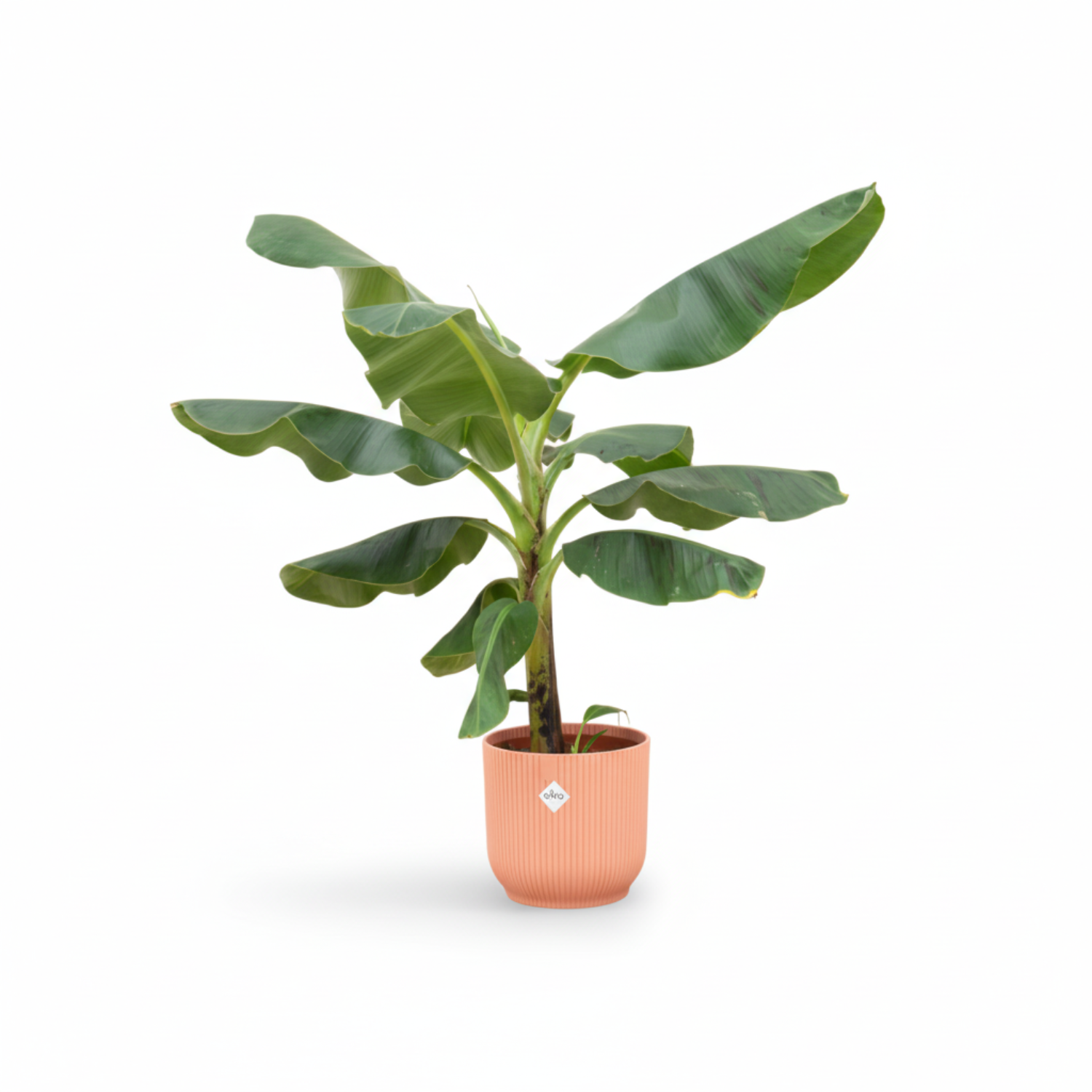 Bananenplant (Musa) Kopen