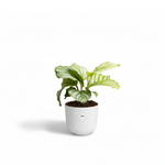 Calathea Orbifolia