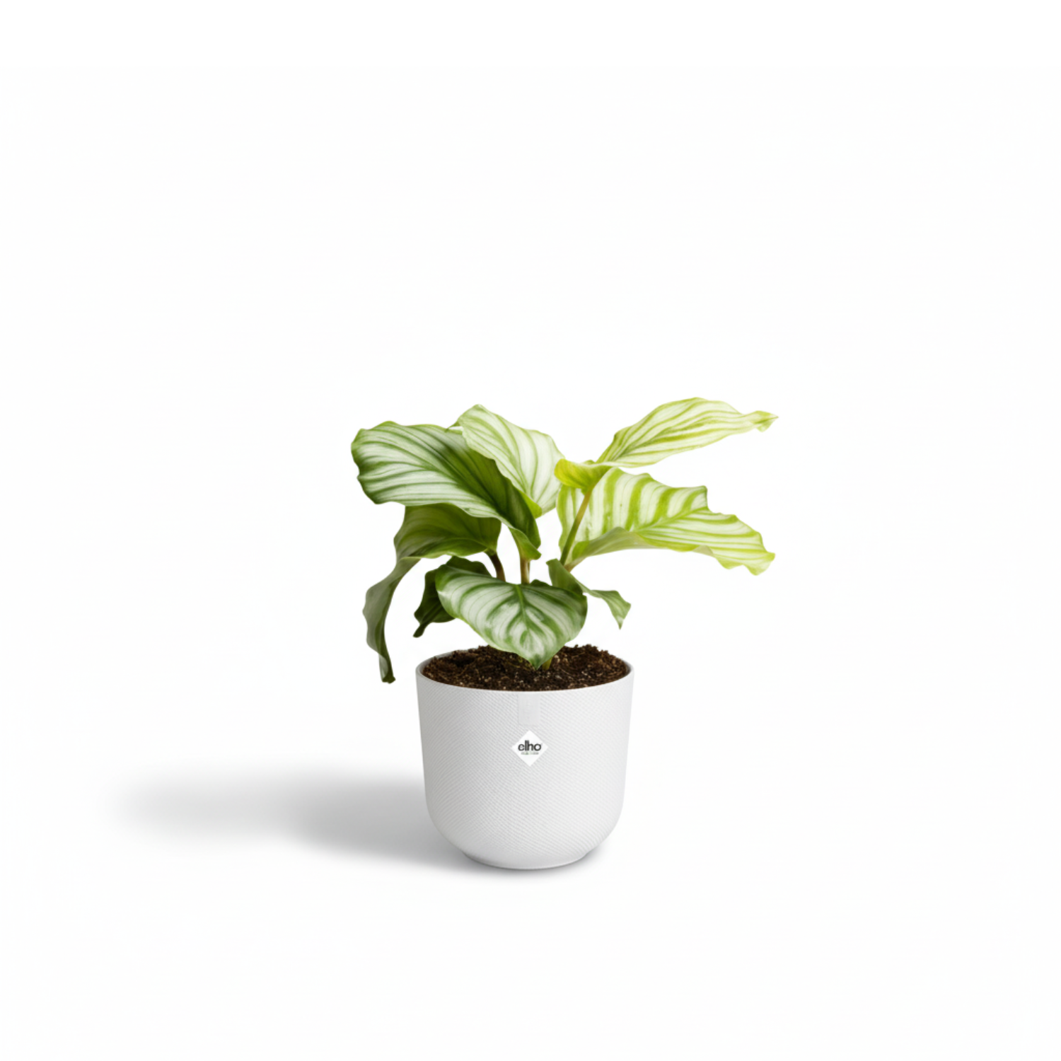 Calathea Orbifolia