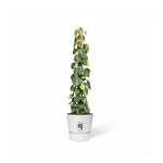 Philodendron Scandens kopen