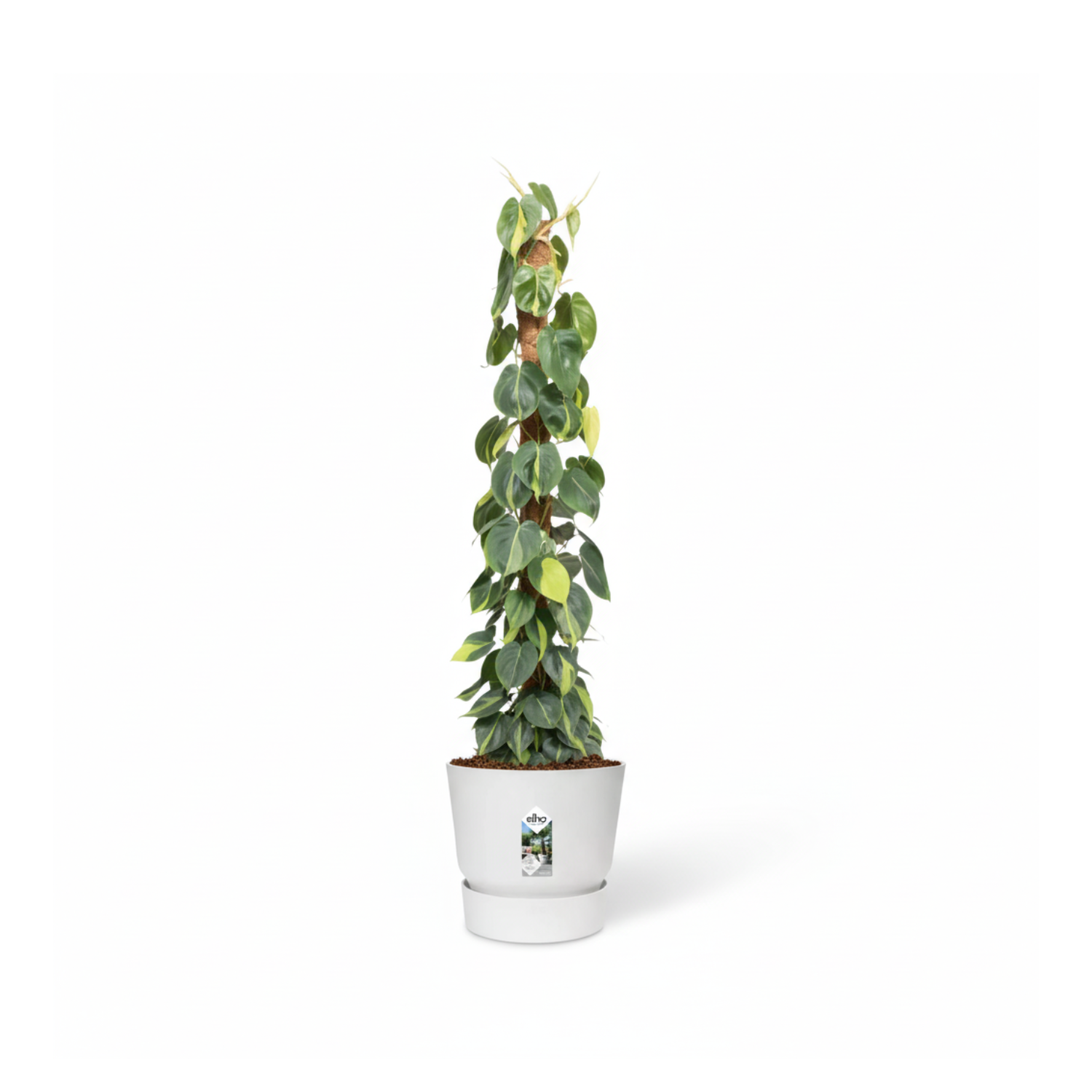 Philodendron Scandens kopen