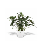 Philodendron Xanadu 