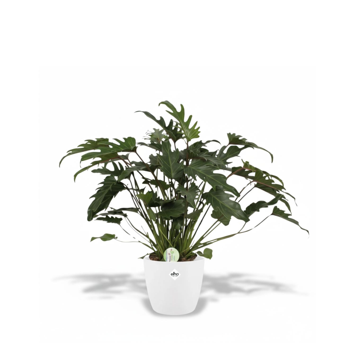 Philodendron Xanadu 