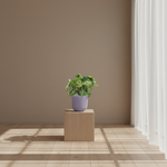 Syngonium Arrow